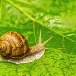 A snail crawls on a leaf
