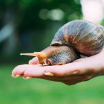 is snail slime good for skin, s snail slime good for your face, what is snail slime good for, why is snail slime good for your skin