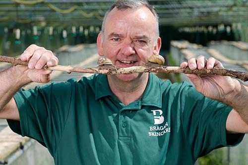 Snail farming facility in Ireland