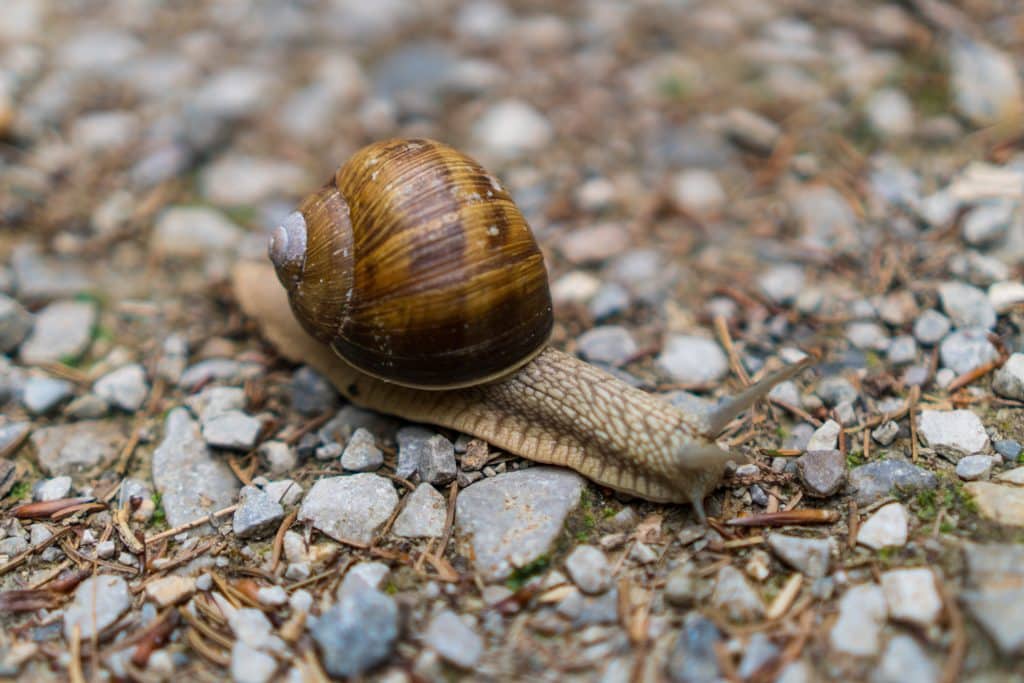 Snail on natural rocks in outdoor environment