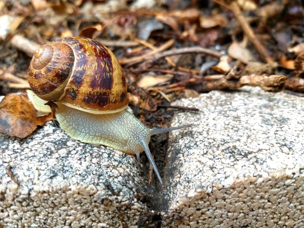 snail secretion,