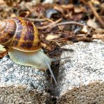 Snail on a stone in the garden