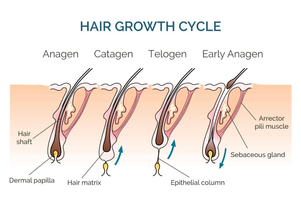 hair growth cycle graphic